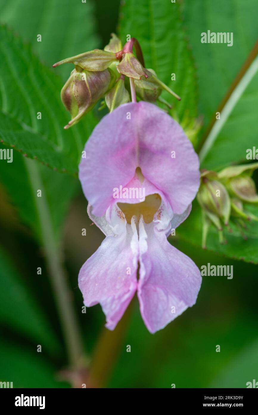 Himalaya-Balsam (Impatiens glandulifera), eine eingeführte Pflanze, die heute ein bedeutendes invasives Unkraut von Flussufern und Gräben ist, Hampshire, England, Vereinigtes Königreich Stockfoto