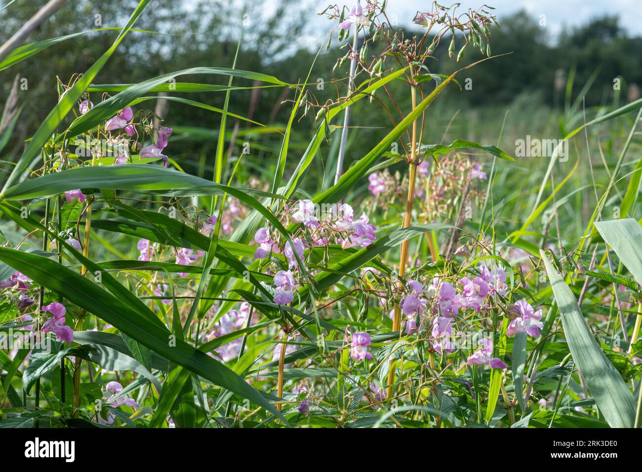 Himalaya-Balsam (Impatiens glandulifera), eine eingeführte Pflanze, die heute ein bedeutendes invasives Unkraut von Flussufern und Gräben ist, Hampshire, England, Vereinigtes Königreich Stockfoto
