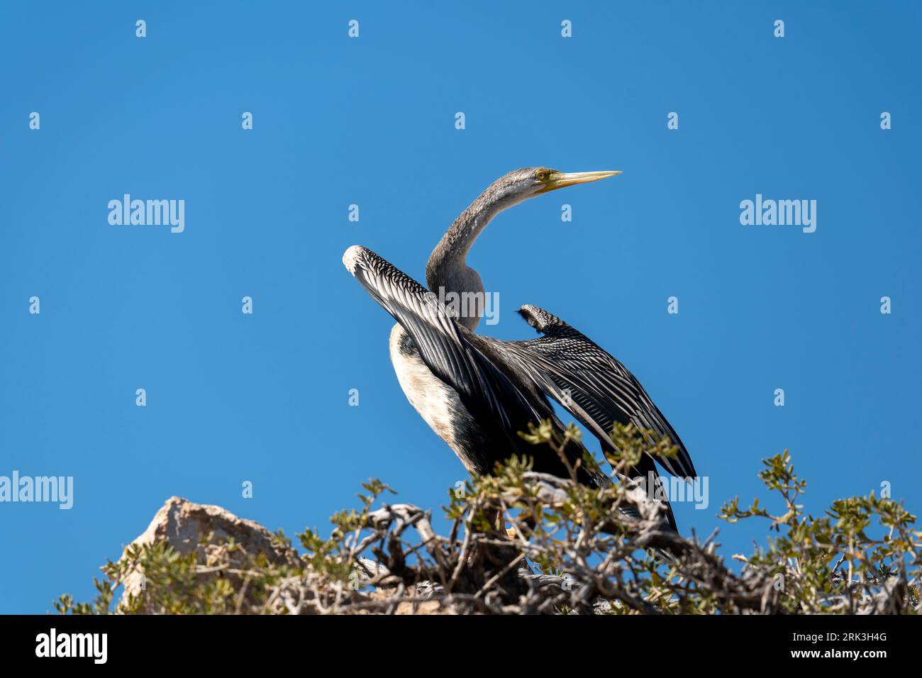 Australischer Darter im Shoalwater Islands Marine Park. Rockingham, Western Australia. Stockfoto