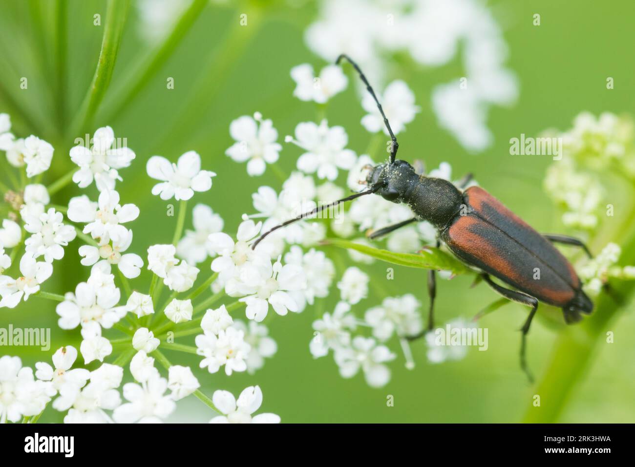 Anastrangalia dubia - Schwarzgesäumter Schmalbock, Deutschland, imago Stockfoto