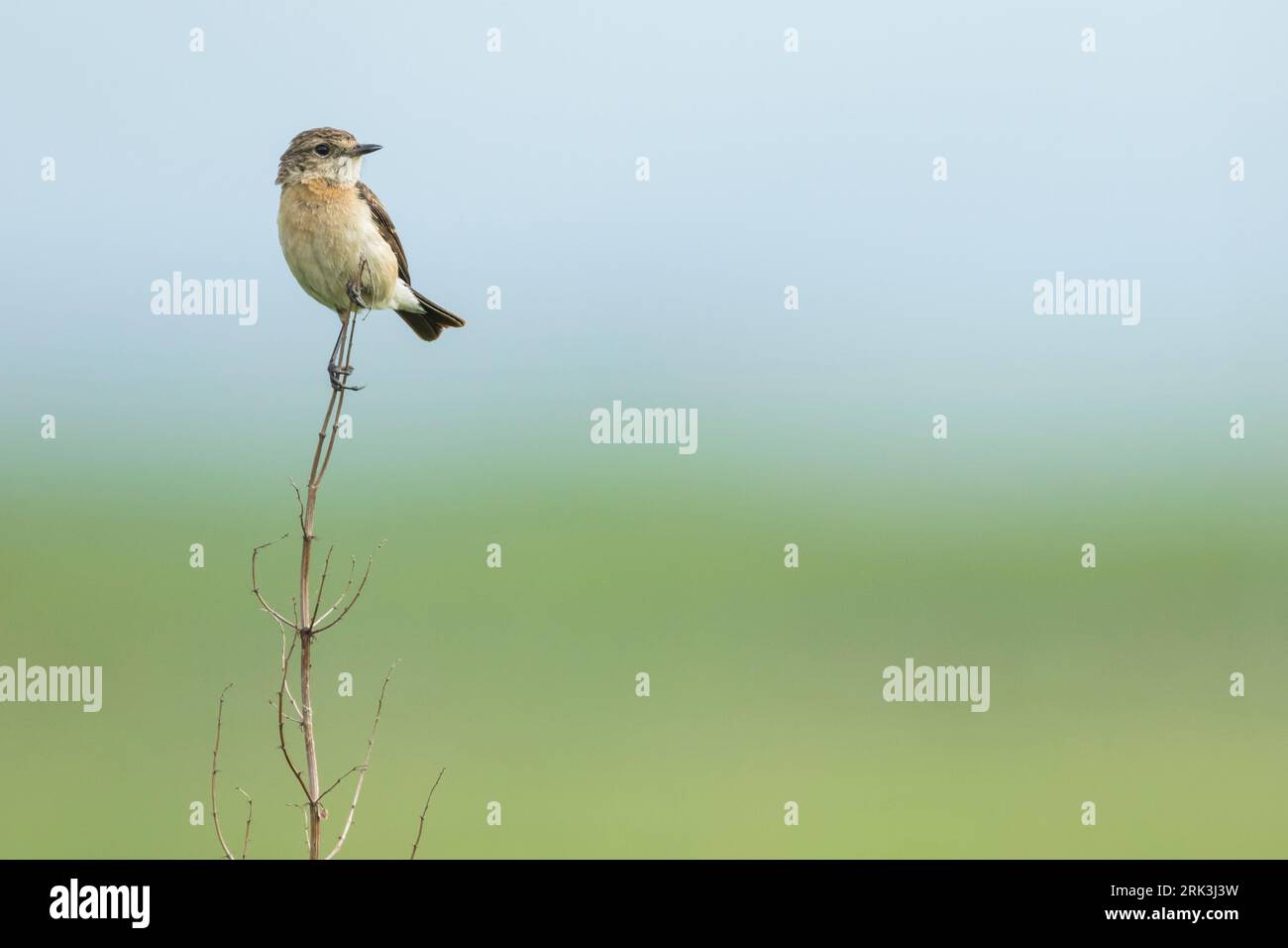 Sibirisches Stonechat, Saxicola maurus, Russland (Baikal), Erwachsene Frau. Stockfoto