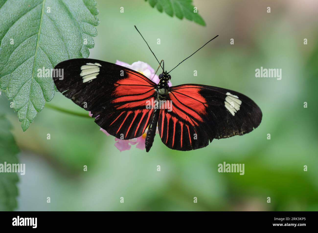 Postman butterfly rests on a leaf with wings wide open Stockfoto