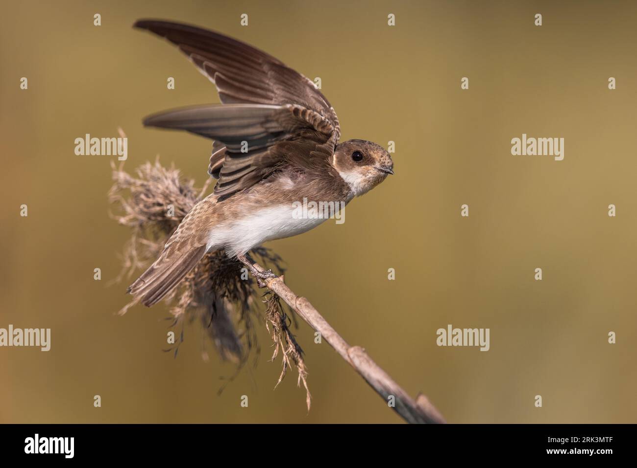 Sand Martin, Riparia Riparia, in Italien. Stockfoto