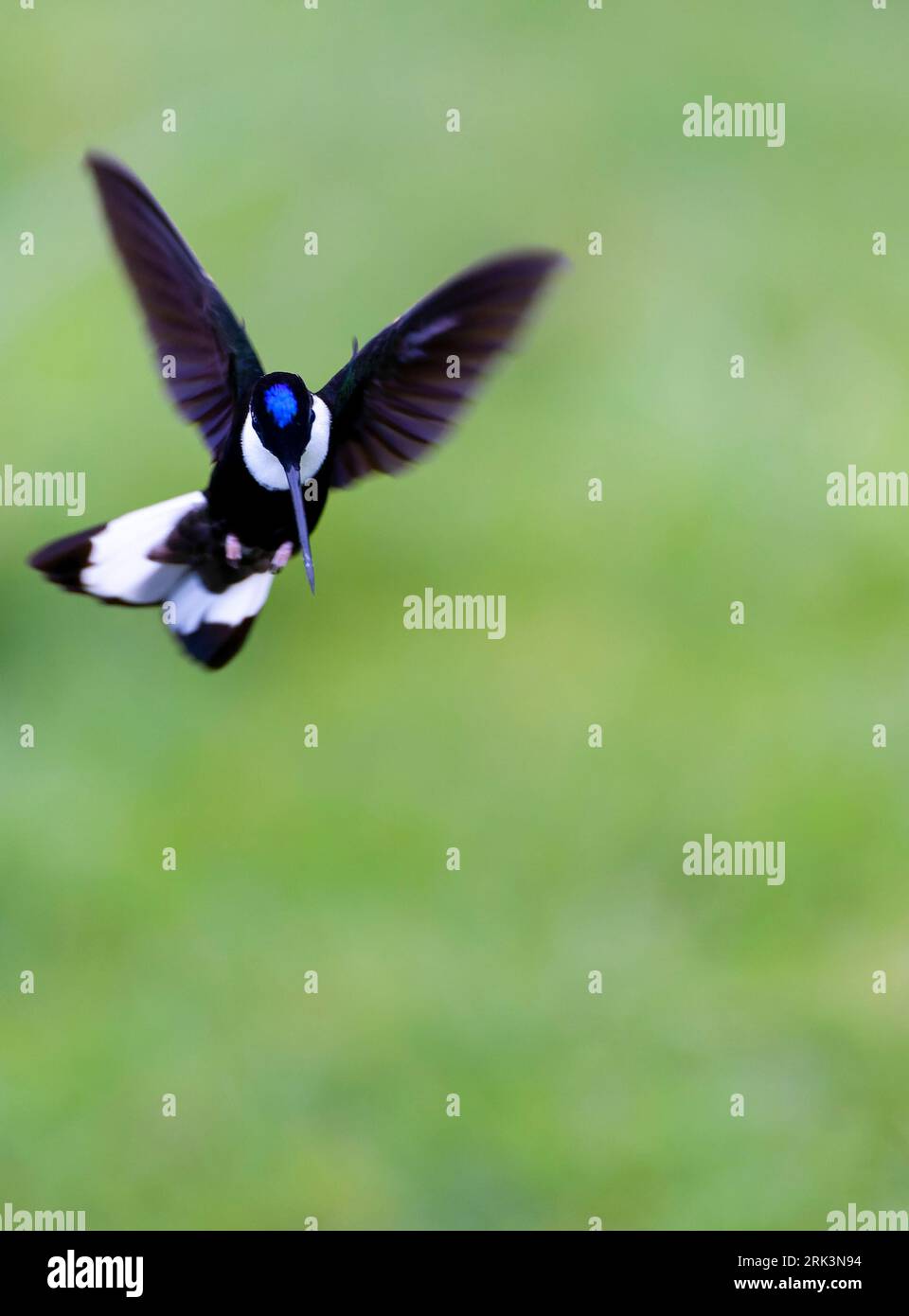 Collared Inca (Coeligena torquata) in Kolumbien. Stockfoto