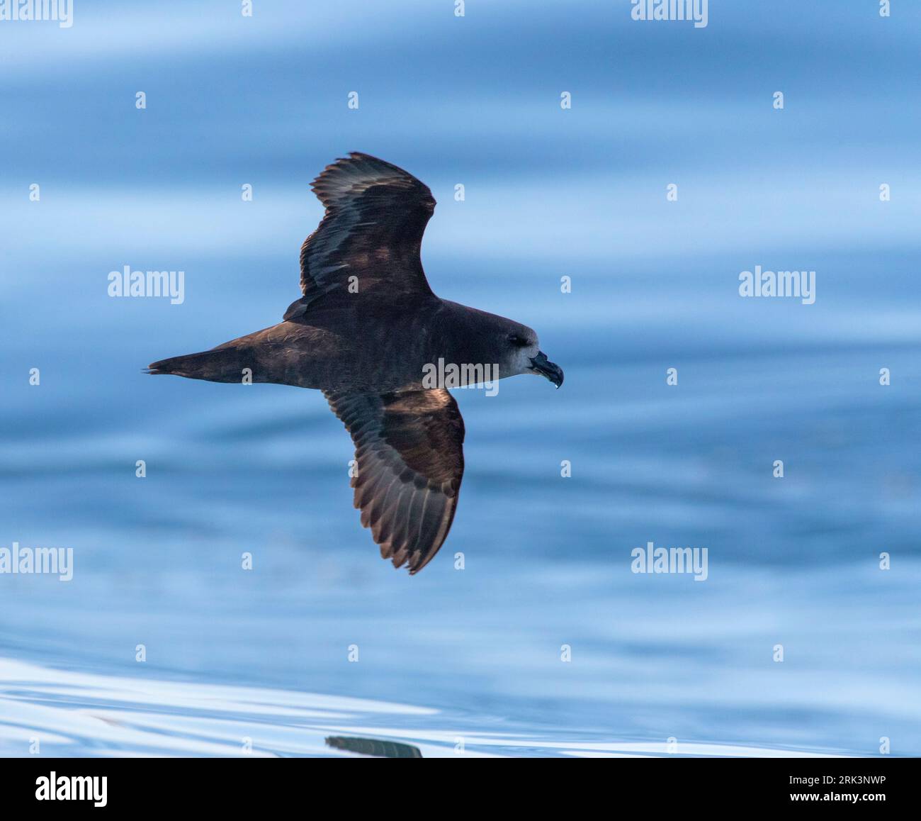 Graugesichtiger Petrel (Pterodroma gouldi), der in Neuseeland mit Hintergrundbeleuchtung über dem Wasser fliegt. Stockfoto