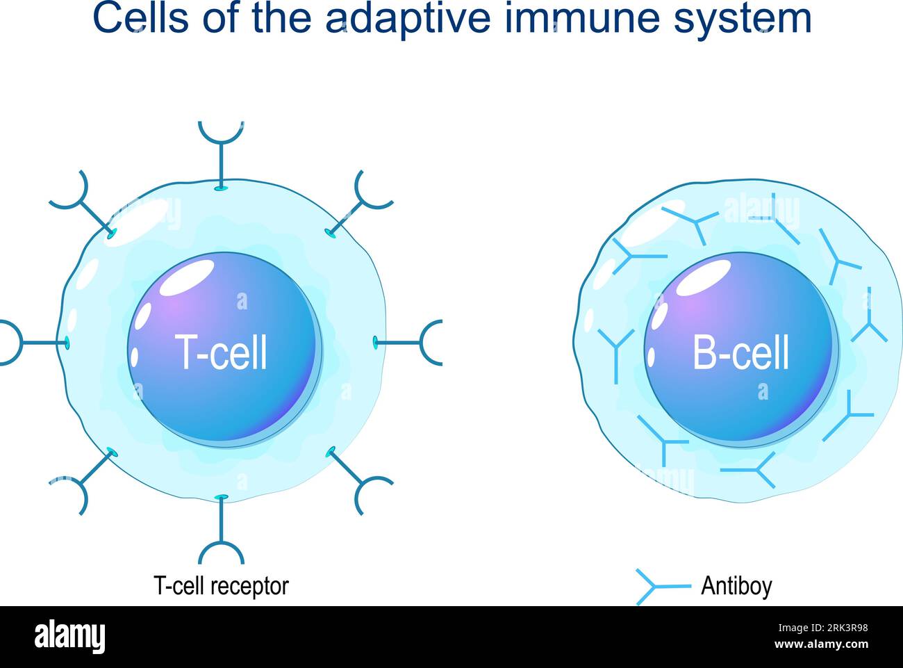 T-Zelle und B-Zelle. Zellen des adaptiven Immunsystems. Immunantwort und Lymphozyten. Vektorillustration auf weißem Hintergrund. Stock Vektor