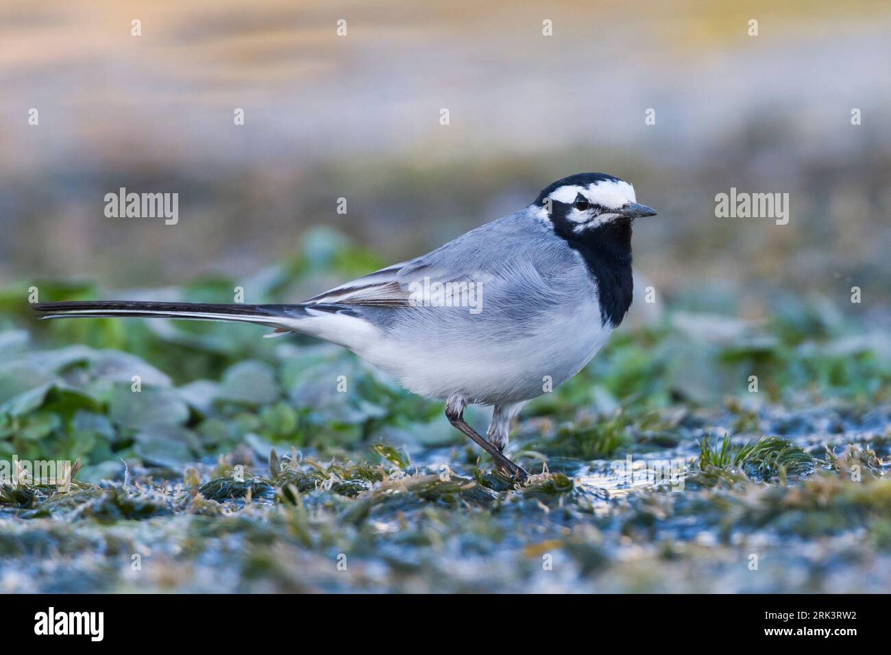 Marokkanische Bachstelze Bachstelze, Motacilla alba - ssp. subpersonata, Marokko Stockfoto