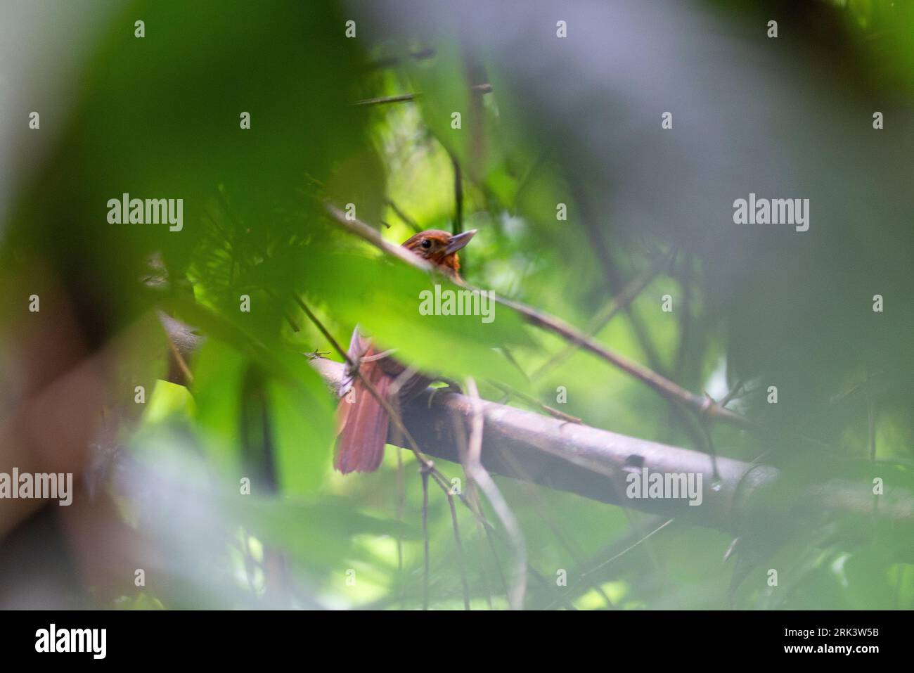 Der sehr schwer zu sehende peruanische Recurvebill (Syndactyla ucayalae) zeigt seine charakteristische Form. Stockfoto