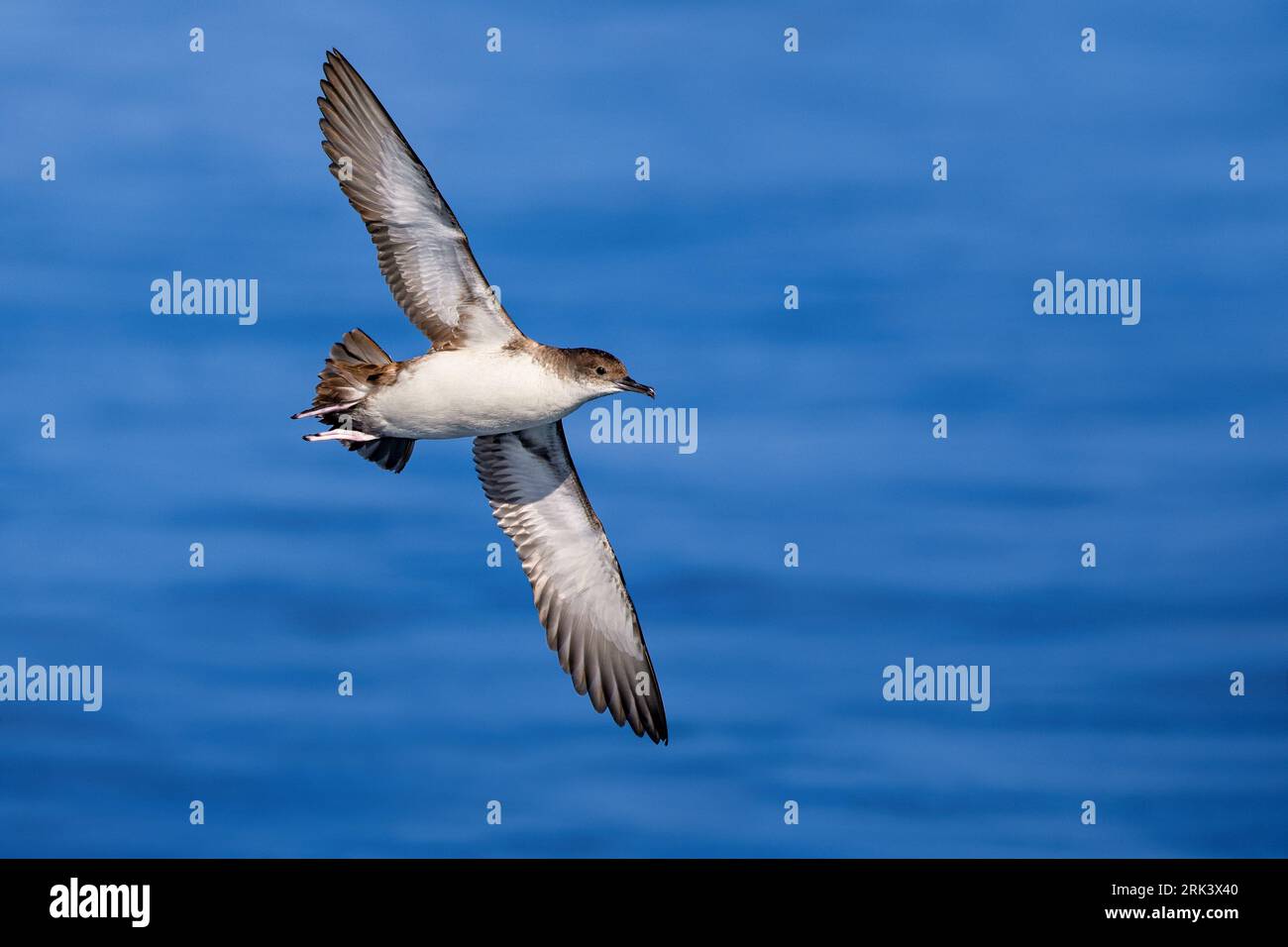 Yelkouan Shearwater, Puffinus yelkouan, im Flug vor der Küste Italiens. Stockfoto