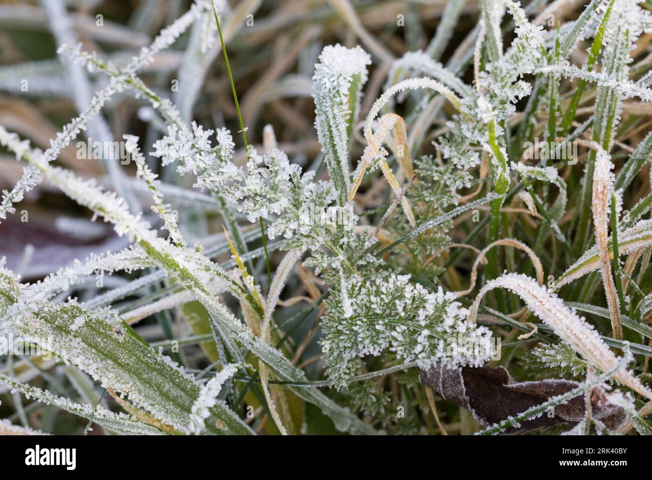 Schafgarbe, gewerbliche Schafgarbe, Wiesen-Schafgarbe, Schafgabe, Achillea millefolium, Schafgarbe, Gemeine Schafgarbe, Achillée millefeuille, la Millefeuille, Stockfoto