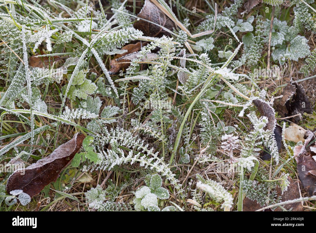 Schafgarbe, gewerbliche Schafgarbe, Wiesen-Schafgarbe, Schafgabe, Achillea millefolium, Schafgarbe, Gemeine Schafgarbe, Achillée millefeuille, la Millefeuille, Stockfoto