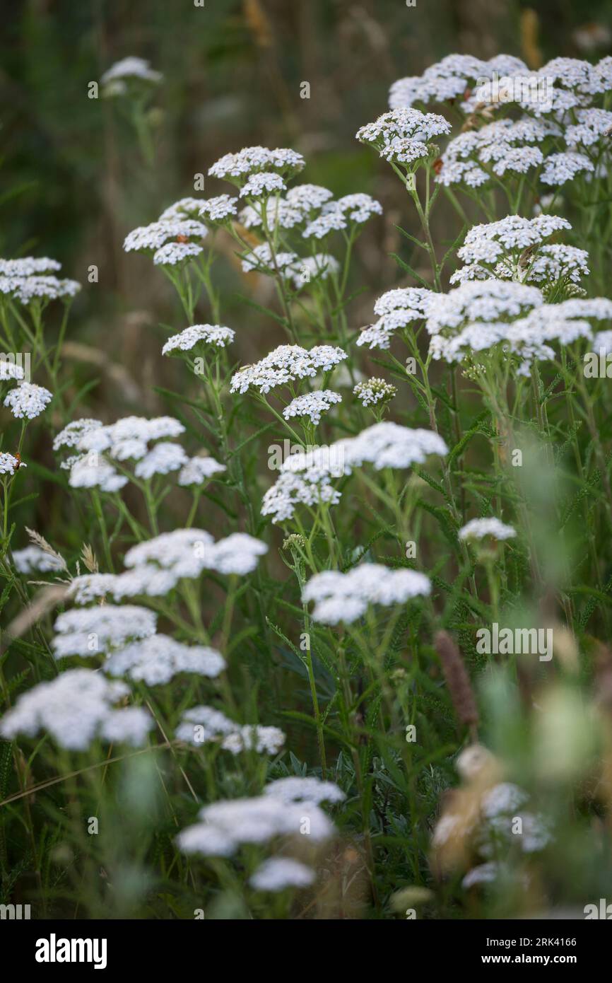 Schafgarbe, Schafgarbe, Gewöhnliche Wiesen-Schafgarbe, Schafgabe, Achillea millefolium, Schafgarbe, Common Yarrow, Achillée millefeuille, la Millefeuille Stockfoto