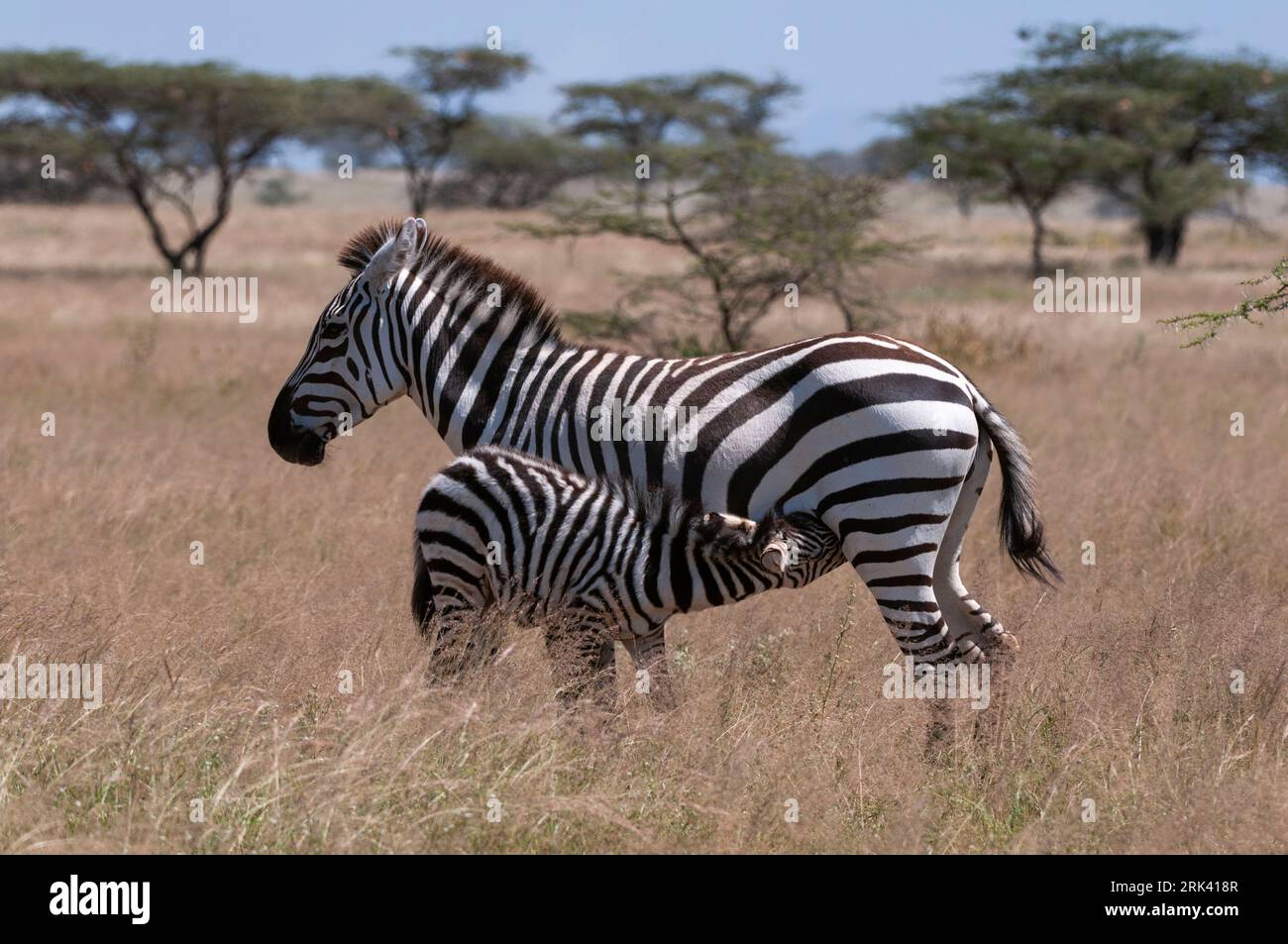 Eine Ebene oder ein gewöhnliches Zebra-hengstfohlen, Equus quagga, das von seiner Mutter stillt. Samburu Game Reserve, Kenia. Stockfoto