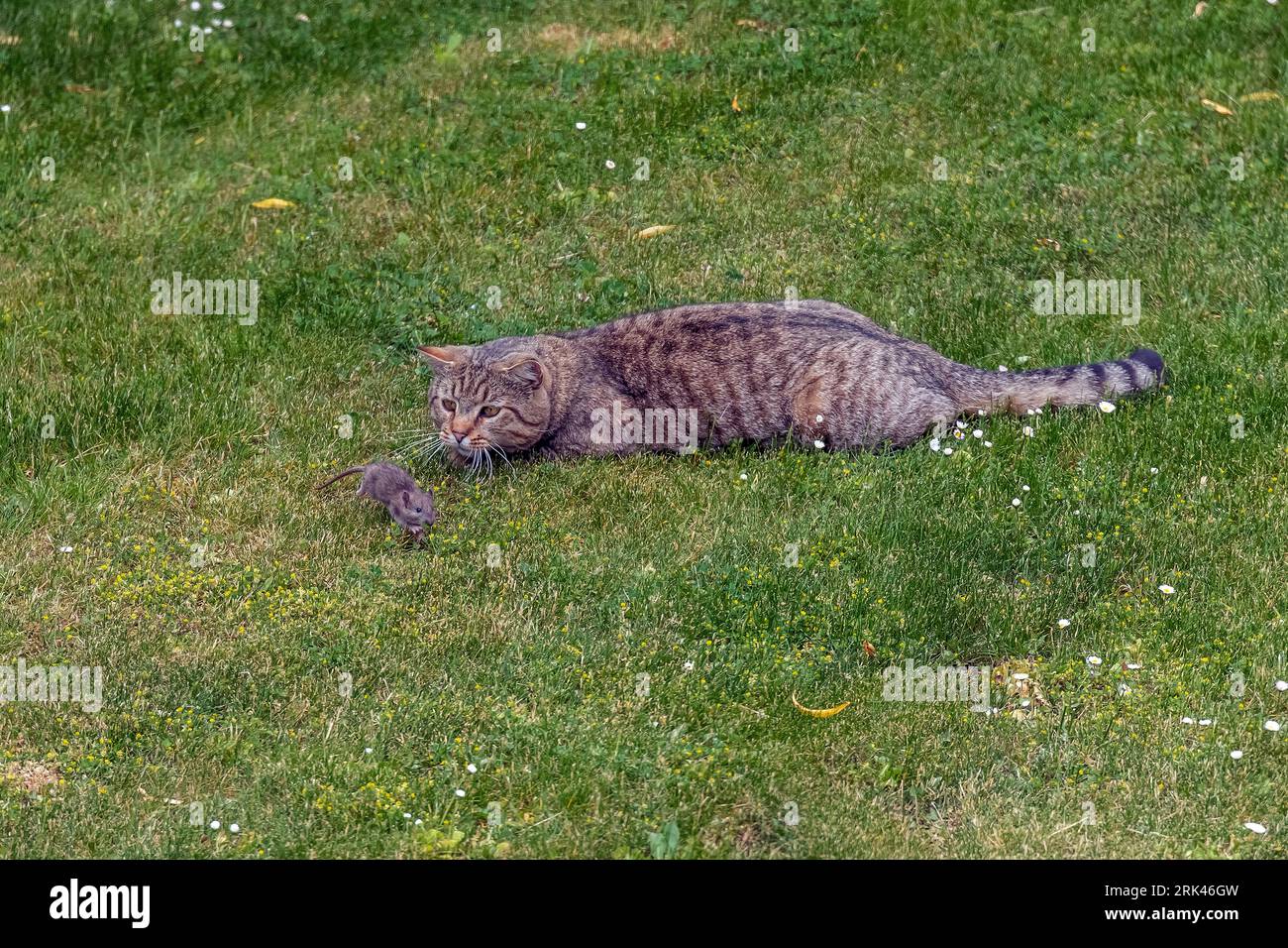 Hauskatze (Felis sylvestris familiaris), die eine Hausmaus (Mus musculus domesticus) auf einem Gras eines Gartens jagt, Sterrebeek, Brabant, Belgien. Stockfoto