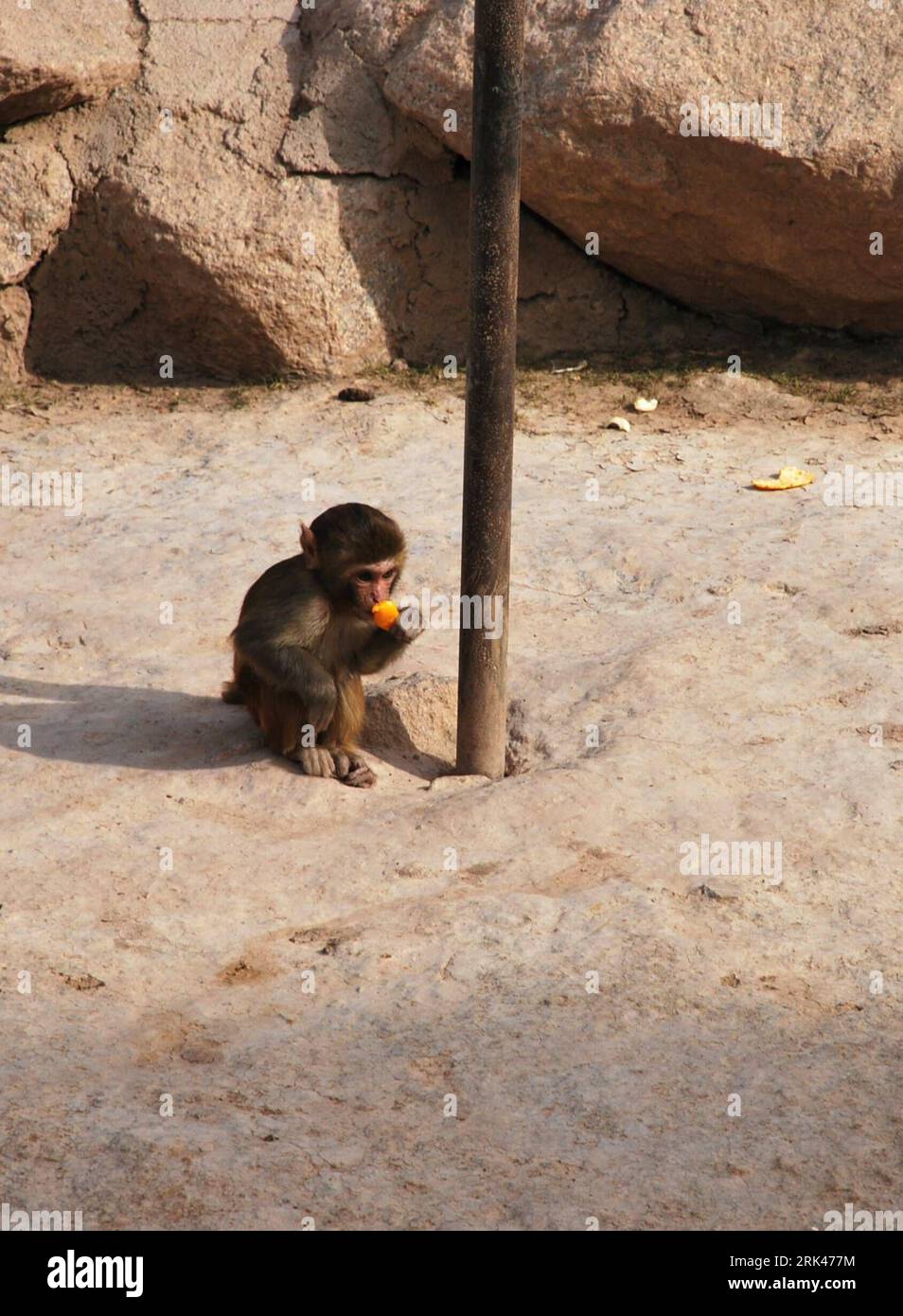 Bildnummer: 53595209 Datum: 31.10.2009 Copyright: imago/Xinhua (091112) -- XINING, 12. November 2009 (Xinhua) -- Foto aufgenommen von Ao Jincuo am 31. Oktober 2009 zeigt einen Affen. Ich bin Ao Jincuo, ein 10-jähriger Schüler der Jiaxiaozhuang Primary School in Xining, der Hauptstadt der nordwestchinesischen Provinz Qinghai. Mein Vater ist Arzt und meine Mutter Lehrer. Beide arbeiten sehr hart und ernsthaft. Ich zeichne gerne, Reise gerne, schreibe mit einem traditionellen chinesischen Pinselstift und spiele Badminton. Jeden Sommer bringt mich meine Mutter an viele Orte. Wenn Sie Qinghai erkunden möchten, können Sie sich an mich wenden, um Ihr Reiseleiter zu sein Stockfoto