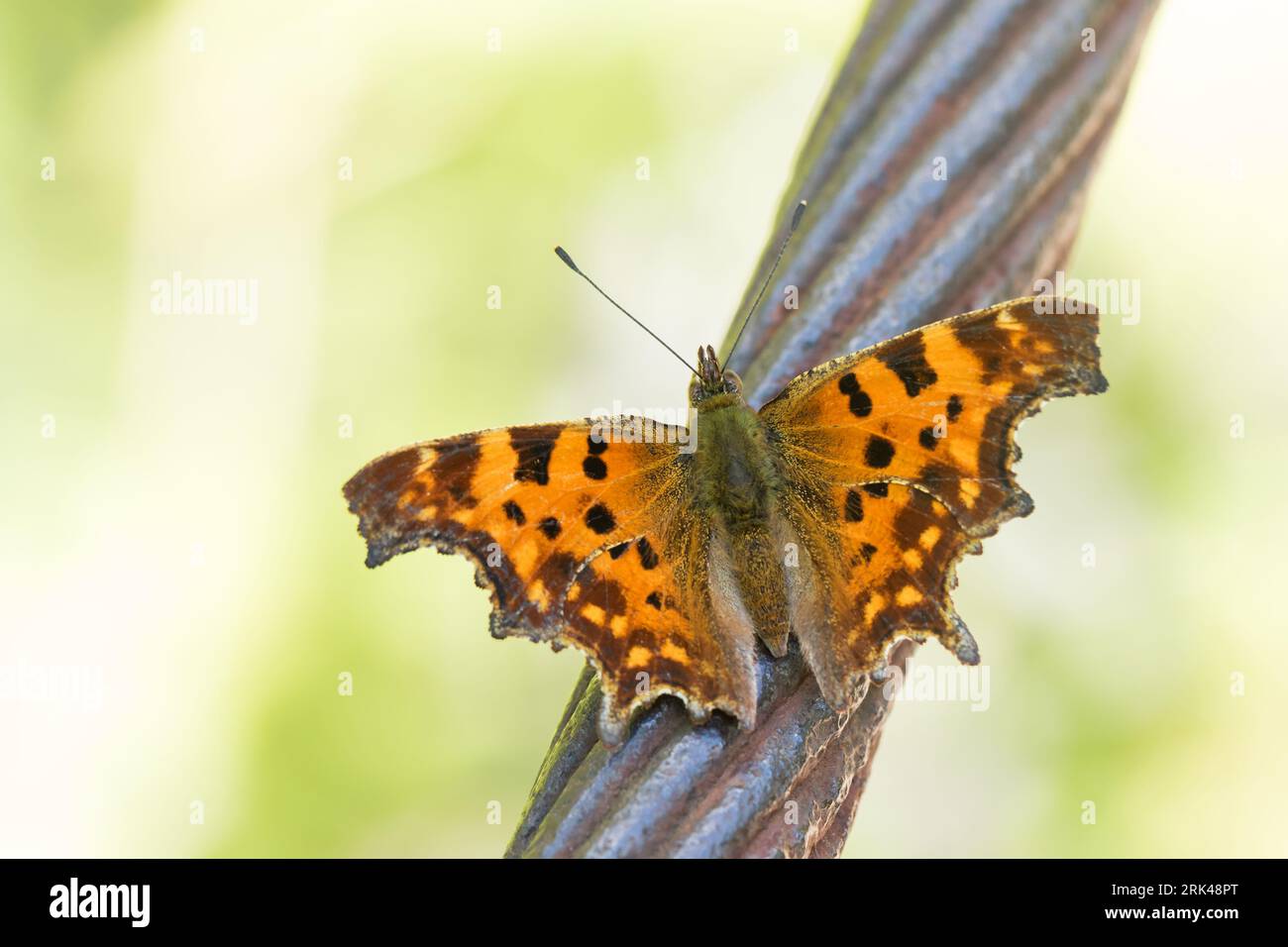 Polygonia c-Album - Komma - C-Falter, Slowenien, imago Stockfoto
