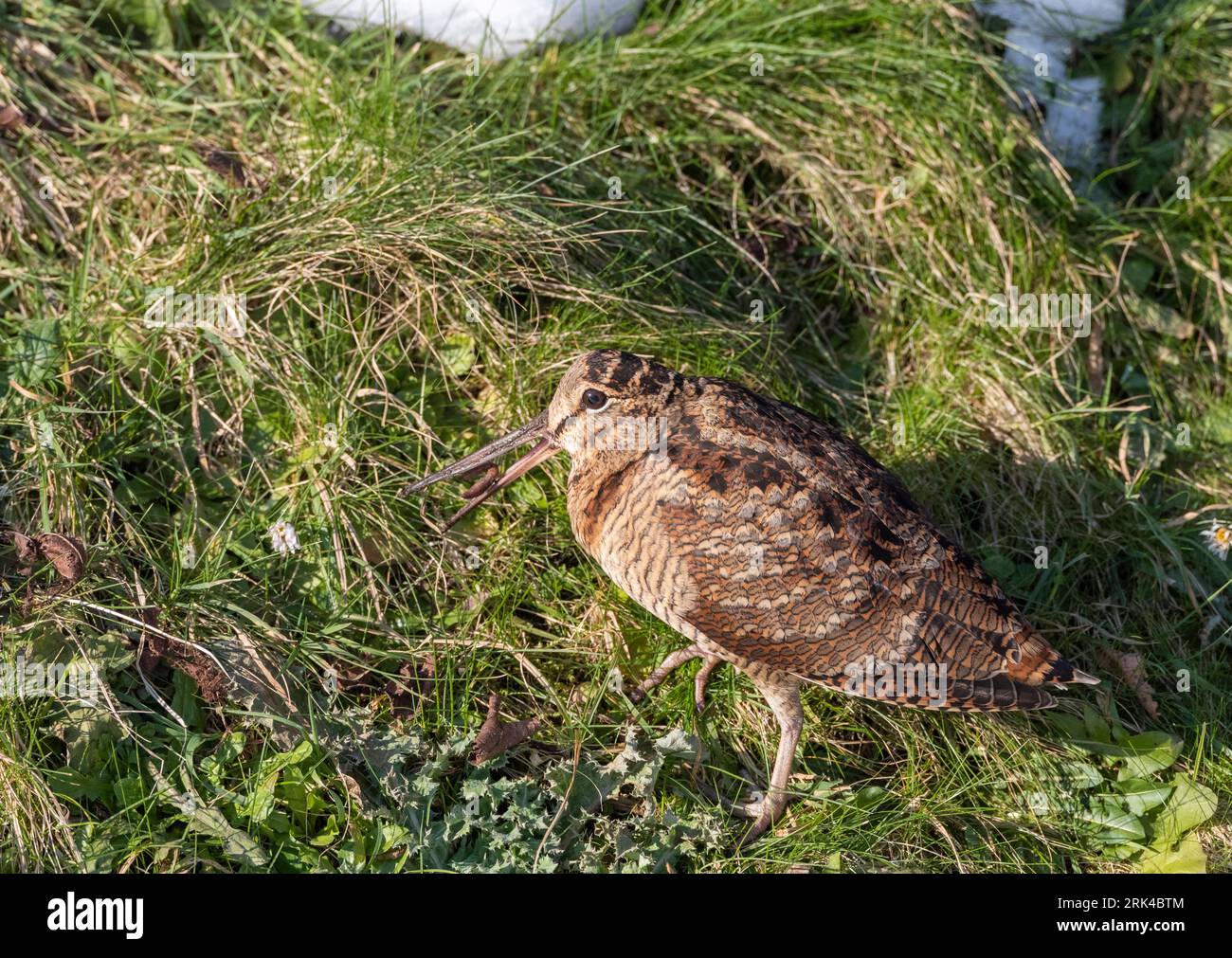 Eurasian Woodcock (Scolopax rusticola) Wintersport in Lentevreugd, Wassenaar, Niederlande. Teil eines großen Zustroms aufgrund eines extremen Kältezaubers. Stockfoto