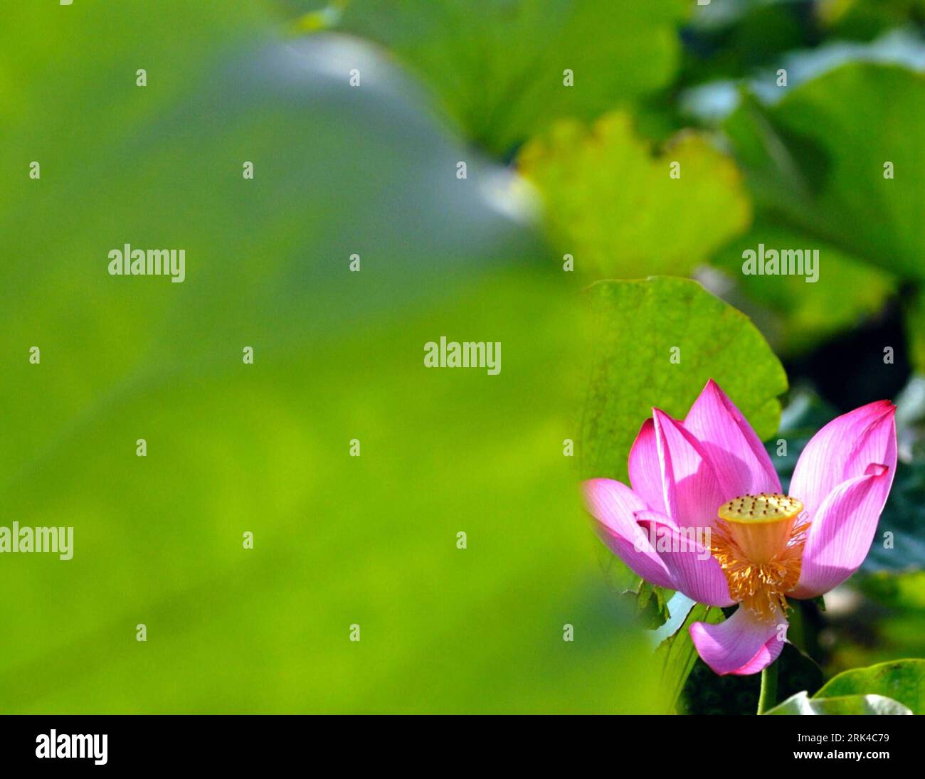 Bildnummer: 53611843 Datum: 16.08.2009 Copyright: imago/Xinhua (091119)-- WENLING, 19. November 2009 (Xinhua) -- Foto aufgenommen von Zhu Xuancheng am 16. August 2009 zeigt einen Lotus in wunderschönem Sonnenlicht in der Stadt Xinhe in der Stadt Wenling in der ostchinesischen Provinz Zhejiang. Zhu Xuancheng, 11 Jahre alt, Schüler der fünften Klasse der Grundschule Fangcheng in Wenling, ostchinesische Provinz Zhejiang. Zhang Xuancheng liebt das Zeichnen und Fotografieren sehr. Er hat viele Fotos gemacht und mehrere Preise bei Kinderfotowettbewerben in der Stadt Wenling und auch in der Region gewonnen. (Xinhua/Zhu Xuancheng)(wyx) (U Stockfoto