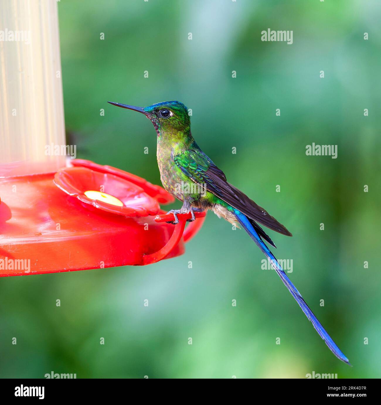 Sylph (Aglaiocercus coelestis coelestis) bei Mindo, Westhang der Anden in Ecuador. Auf dem Kolibri-Futterhäuschen gelegen. Stockfoto