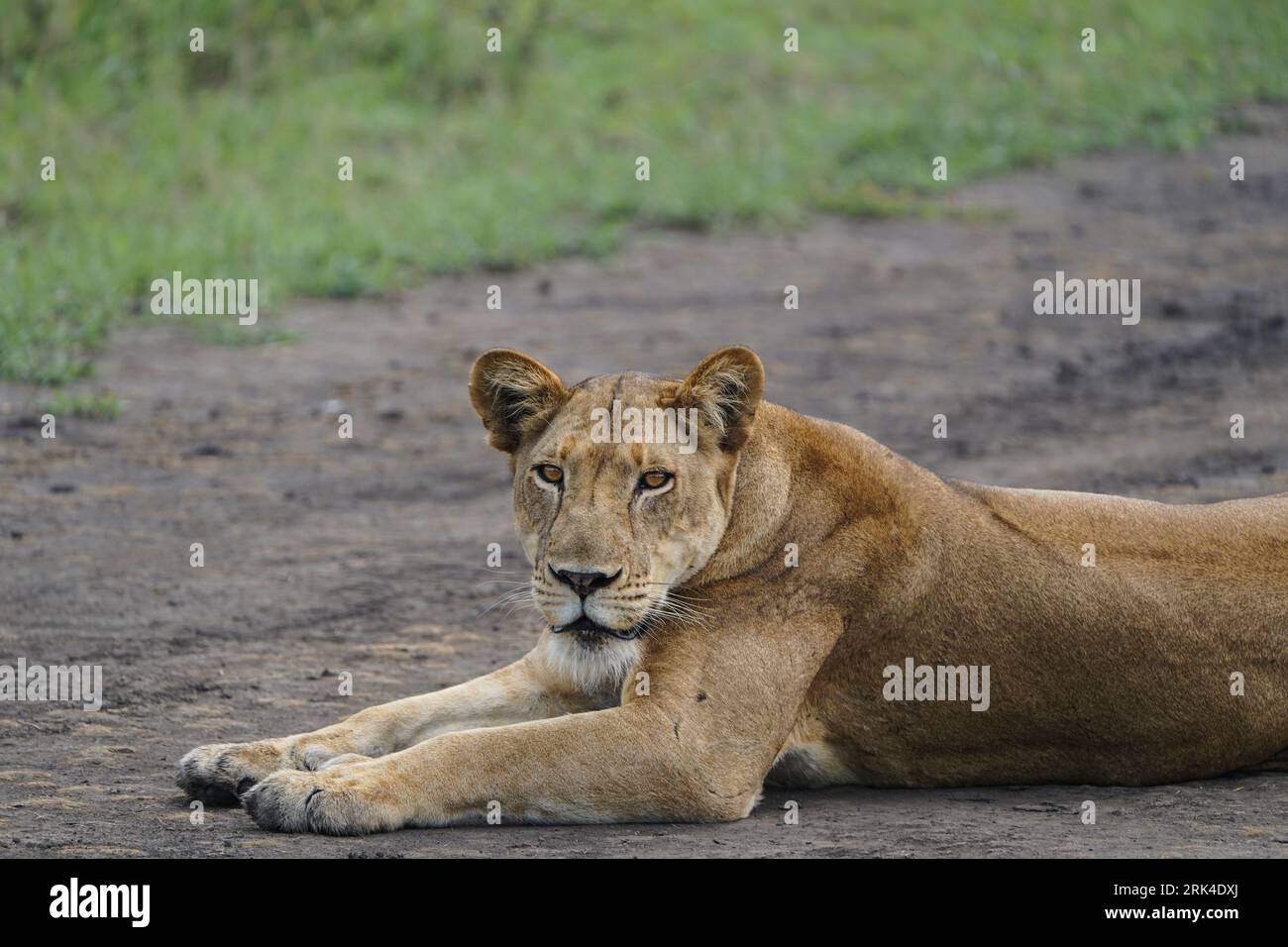 Majestätische Löwe, während diese Nahaufnahme die komplizierten Details und die königliche Präsenz der Königin der Savanne in Uganda enthüllt. Stockfoto