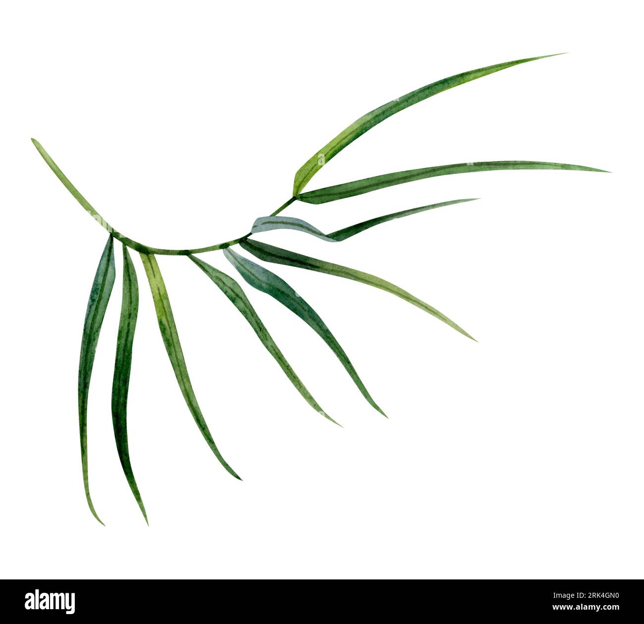 Grüner Bambuszweig mit Blättern Aquarellzeichnung. Tropische Natur von Hand gezeichnet realistische Clipart Stockfoto