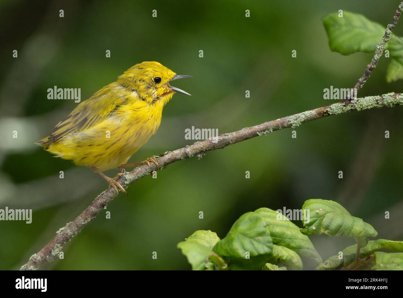 Eine selektive Fokusaufnahme eines gelben Vogels, der auf einem Baumzweig thront Stockfoto