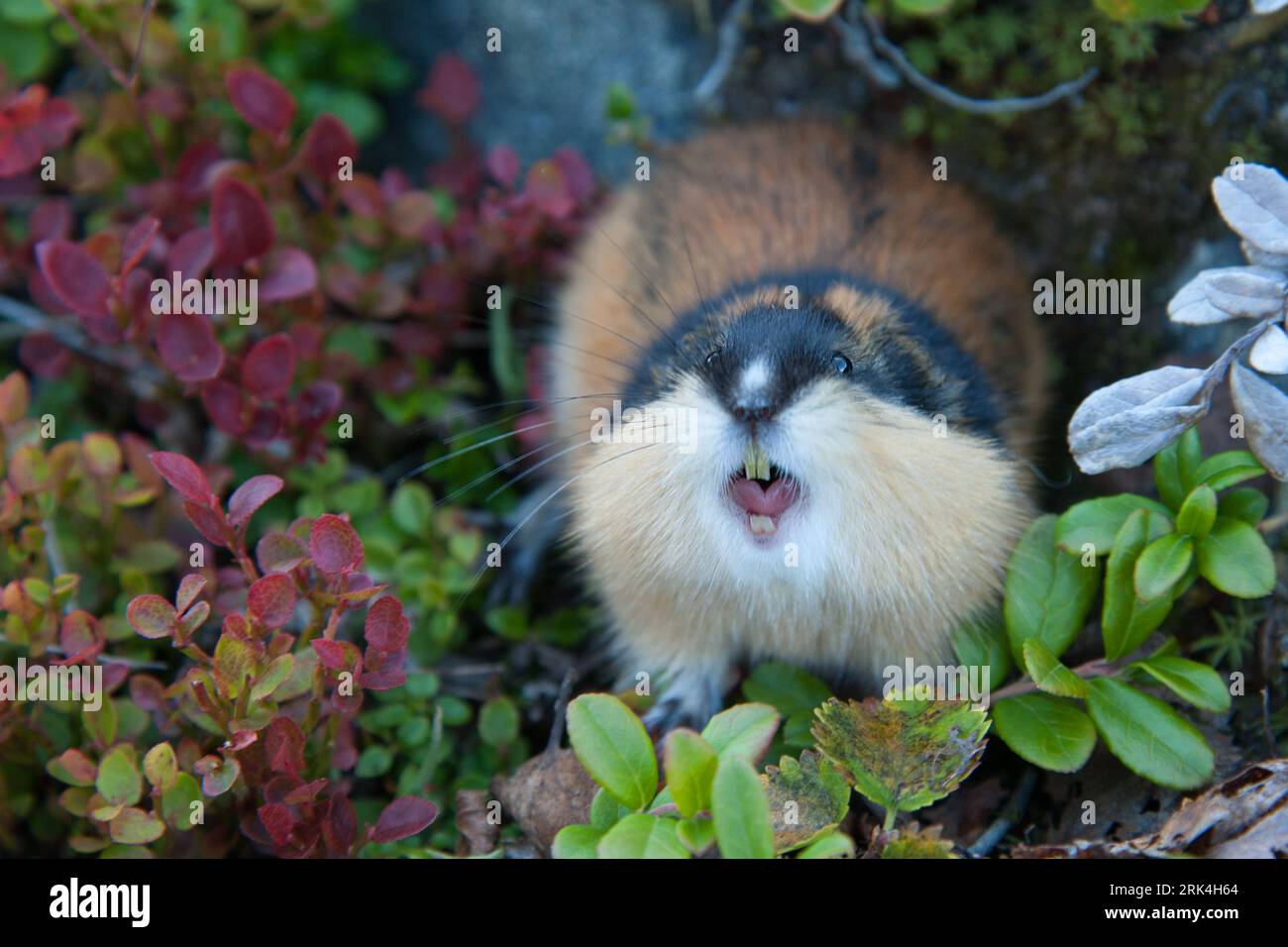 Norwegen Lemming (Lemmus lemmus) greift an und zeigt Zähne. Lemminge sind furchtlos und greifen den Raubtier oder Eindringling an – sogar Menschen. Stockfoto