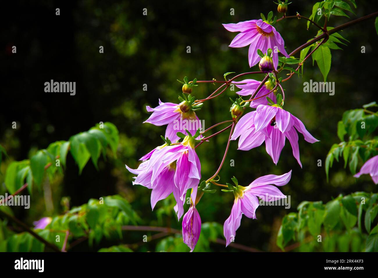 Eine Nahaufnahme der lila Dahlia Imperialis-Blüten, die vor üppigem Laub wachsen Stockfoto