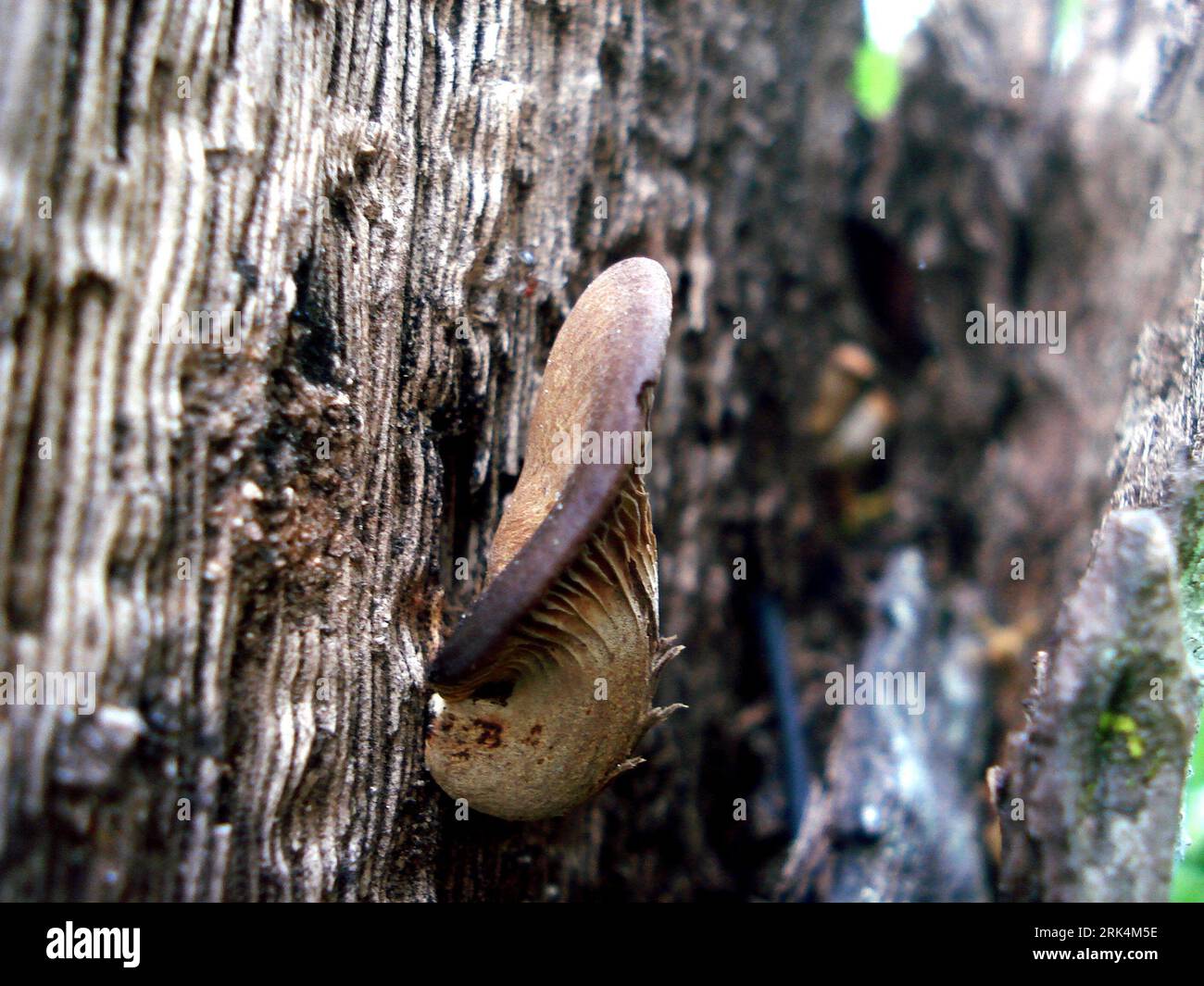 Dunkelbrauner, nicht essbarer Wildpilz, der auf einem Baumstamm angebaut wird Stockfoto