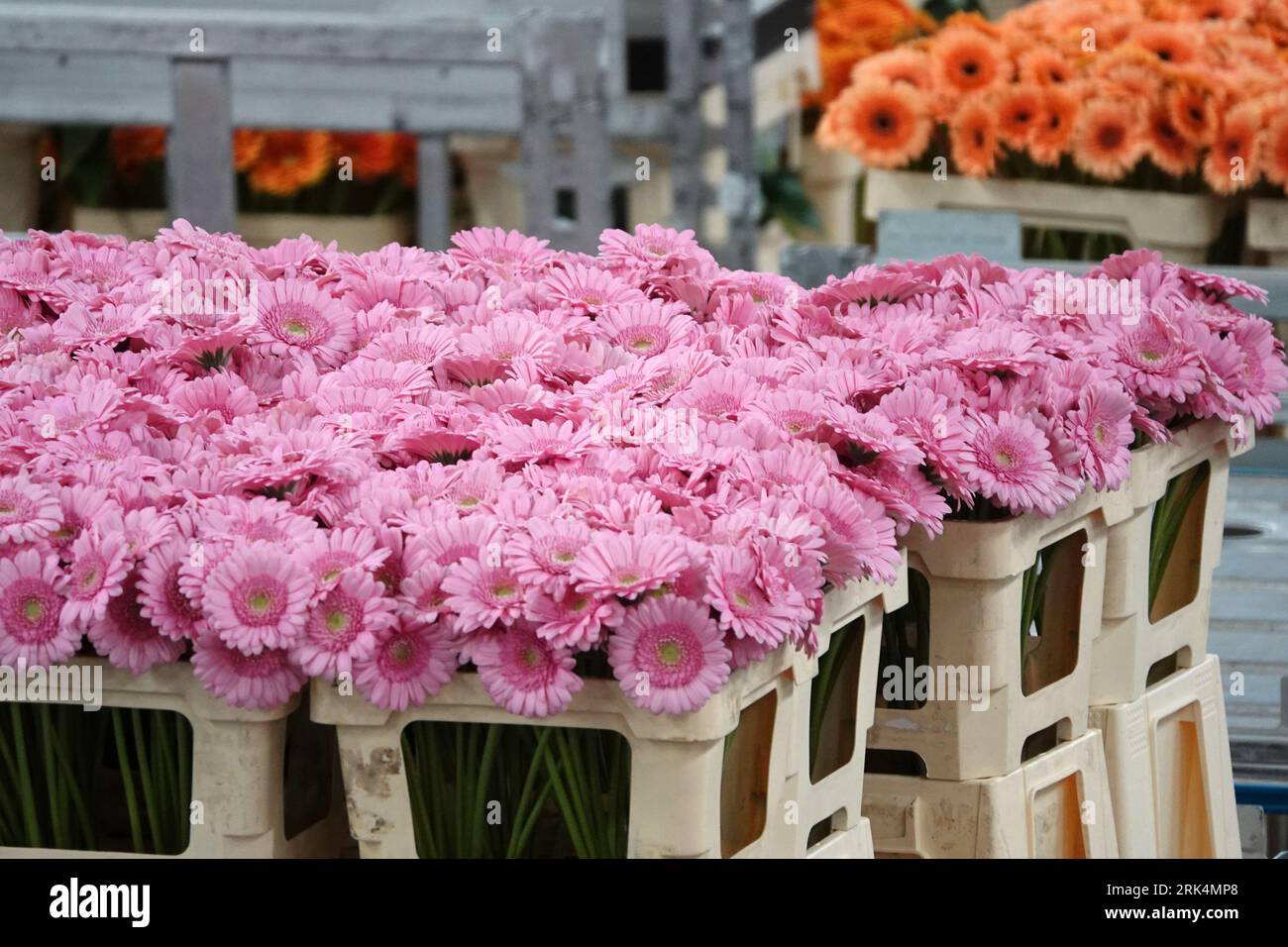 Kunststoffbehälter mit rosafarbenen und orangen Gerbera- oder afrikanischen Gänseblümchenblüten auf einer großen Blumenauktion in den Niederlanden Stockfoto