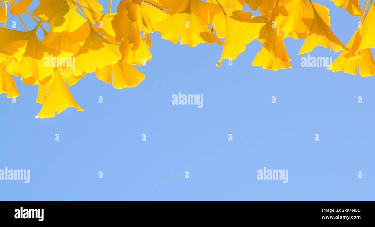 Hintergrund mit blauem Himmel und gelben Blättern von Ginkgo biloba im horizontalen Format Stockfoto