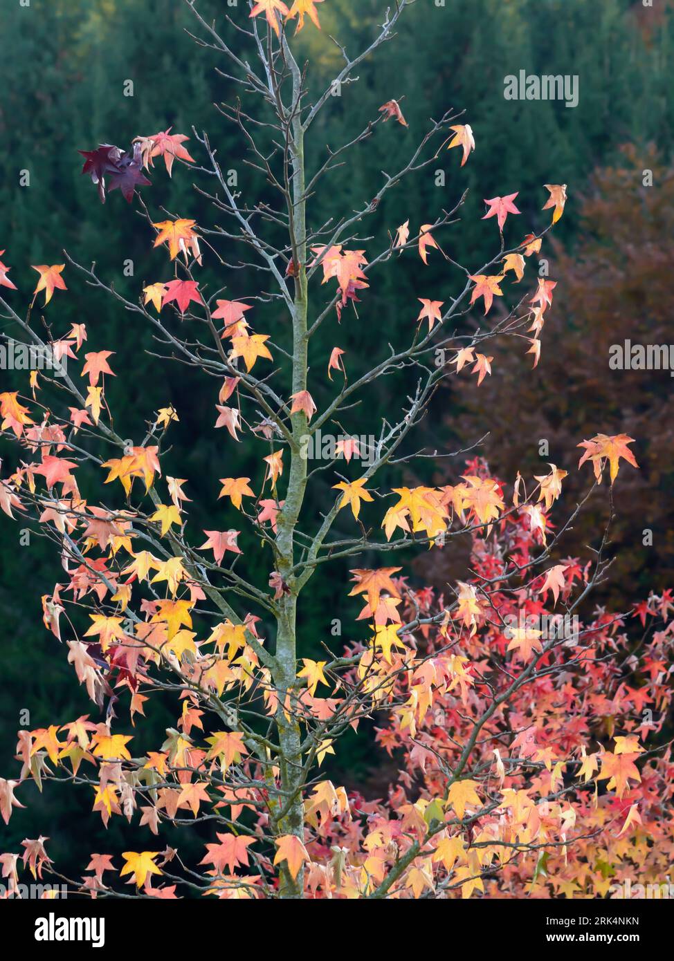 Maple Acer ginnala, the Amur maple with autumn leaves on dark green blurred background in vertical format Stockfoto