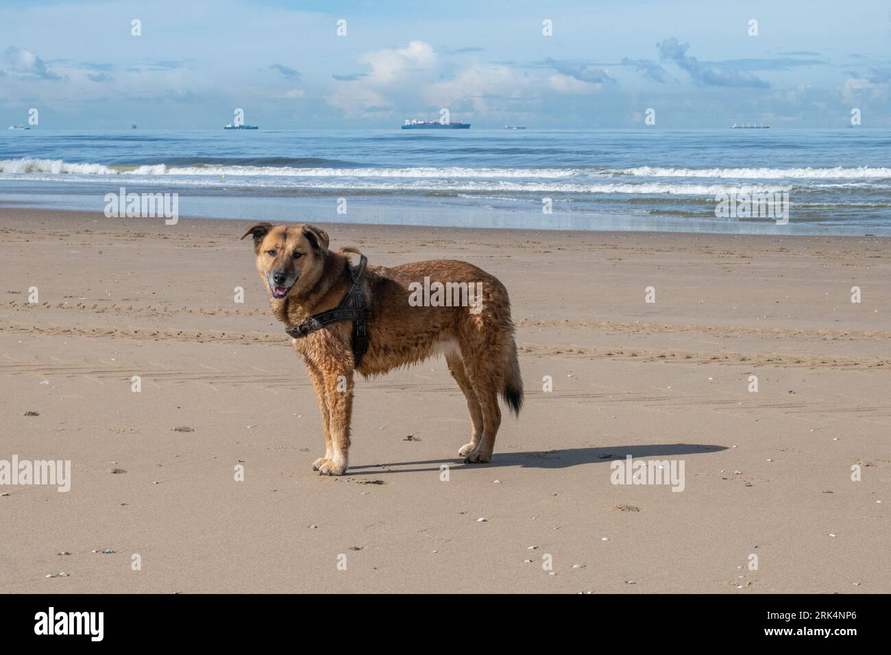 Mexikanischer Straßenhund am niederländischen Strand Stockfoto