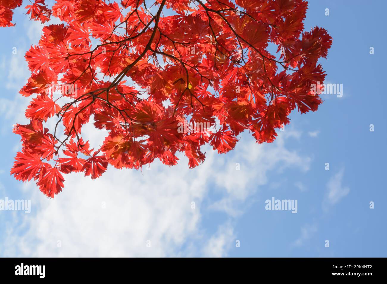 Hintergrund mit hellblauem Himmel, weißer Wolke und roten japanischen Ahornblättern im horizontalen Format Stockfoto