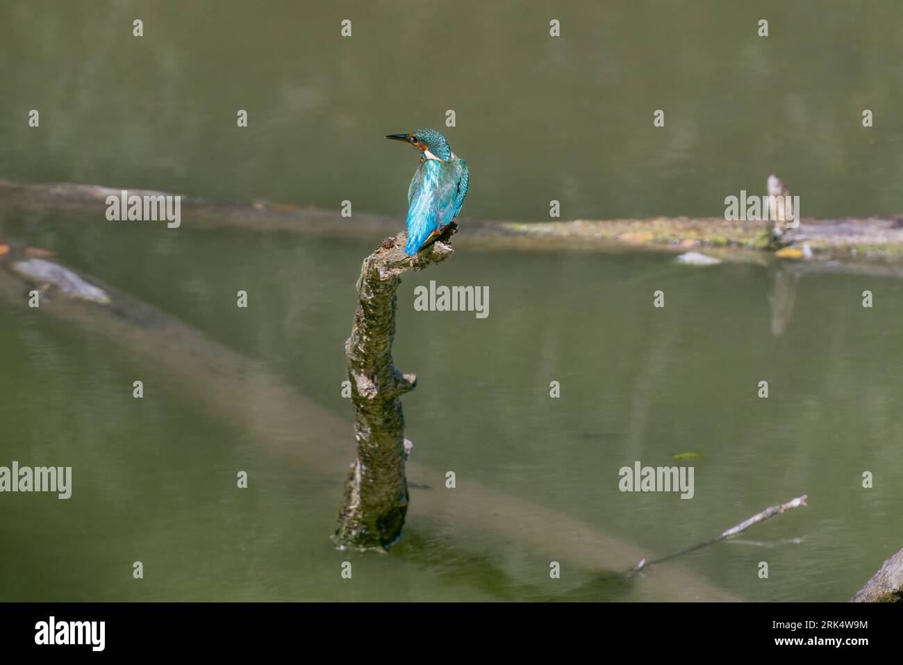 Martin-pêcheur (Alcedo atthis), 22.08.2023, Normandie, Frankreich Stockfoto