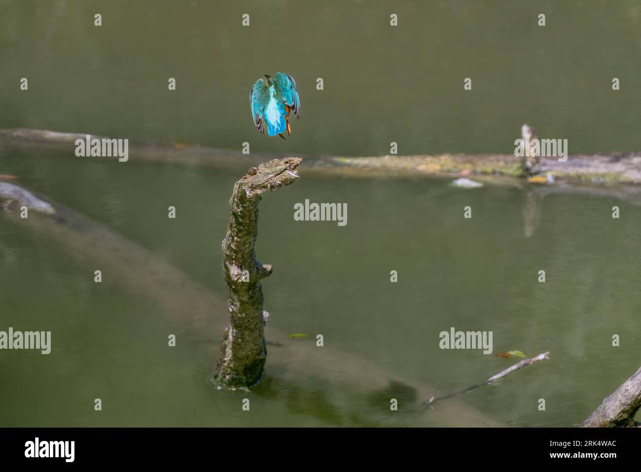 Martin-pêcheur (Alcedo atthis), 22.08.2023, Normandie, Frankreich Stockfoto