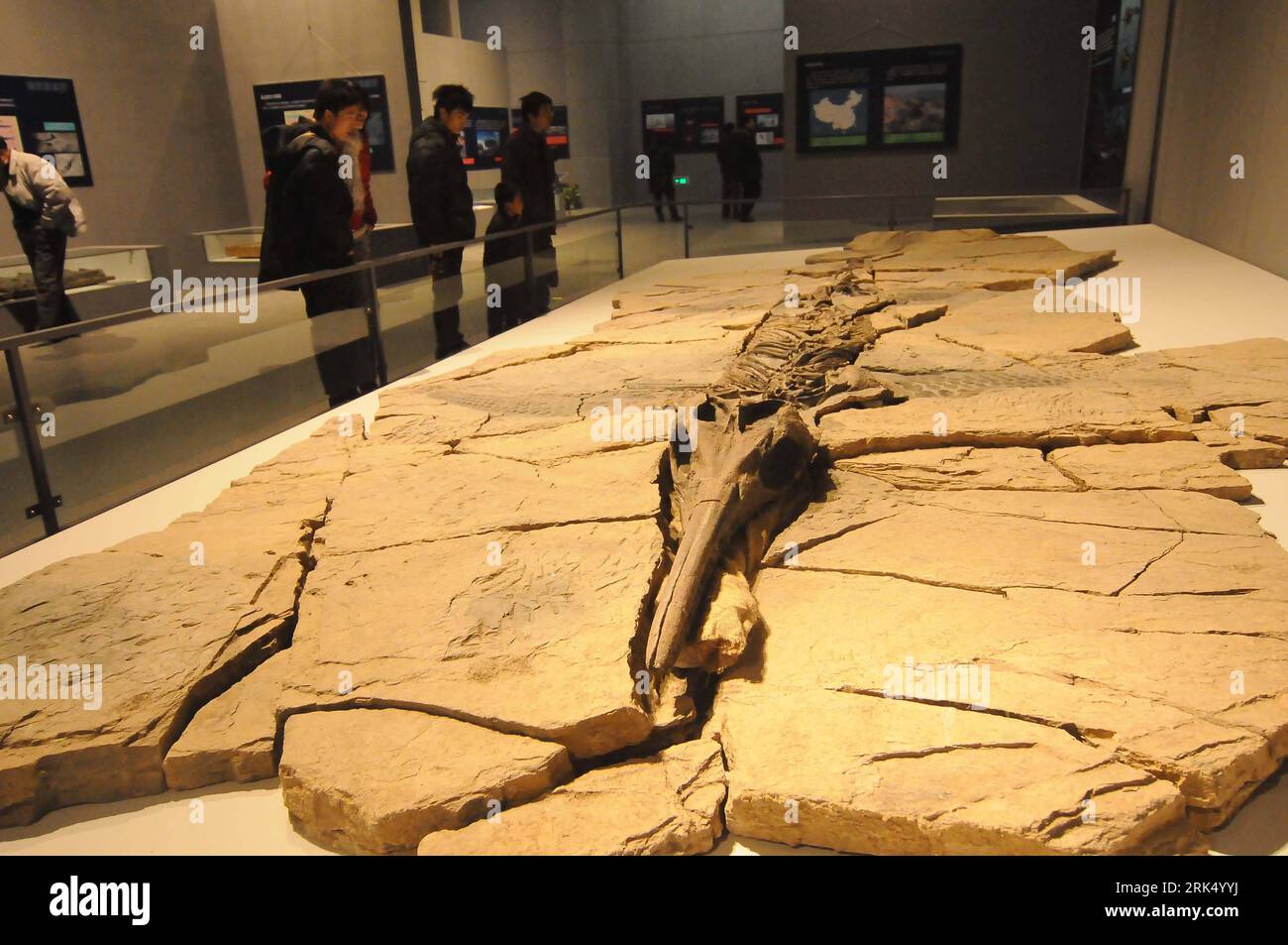 Bildnummer: 53681465 Datum: 20.12.2009 Copyright: imago/Xinhua (091221) -- HANGZHOU, 21. Dezember 2009 (Xinhua) -- Besucher beobachten das Skelett von Shastasaurus, einer speziellen Ichthyosaurus-Spezies, in einer Ausstellung im Zhejiang Museum of Natural History in Hangzhou, Ostchinesische Provinz Zhejiang, 20. Dezember 2009. Den Besuchern wurden Fossilien und künstlich restaurierte Exemplare der Meeresreptilien aus der geologischen Zeit von Trias ausgestellt. (Xinhua/Zhu Yingwei) (px) (4)CHINA-ZHEJIANG-MUSEUM-FOSSILS(CN) PUBLICATIONxNOTxINxCHN Reisen Asien China Naturkundemuseum Ausstellung Fossilien Skel Stockfoto