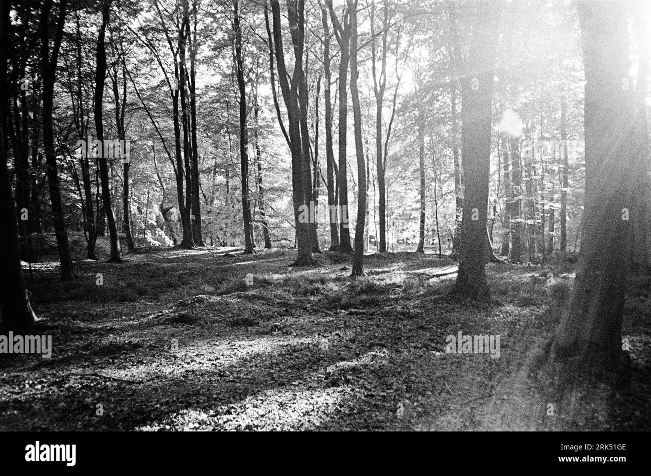 Chawton Woods, Medstead, Alton, Hampshire, England, Vereinigtes Königreich. Stockfoto