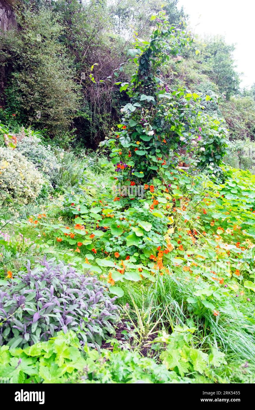 Verschiedene Pflanzen Kapuzinerkresse Clematis Geißblatt lila Runnerbohnen wachsen an der Stange im bewachsenen August Garten Sommer Wales Großbritannien KATHY DEWITT Stockfoto