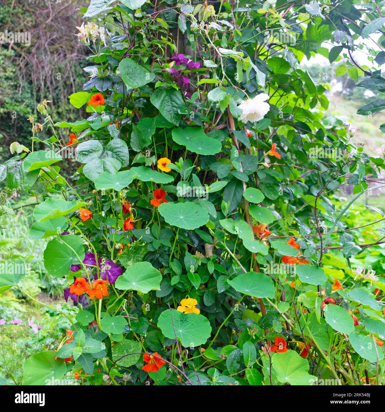 Verschiedene Pflanzen Kapuzinerkresse Purple Clematis Geißblatt wächst im verwachsenen August Garten Sommer Wales Großbritannien 2023 Großbritannien KATHY DEWITT Stockfoto