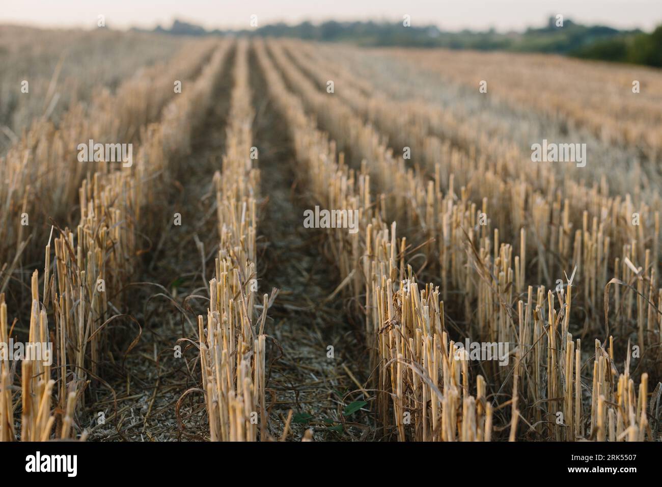Gemäht Weizenfeld bei Sonnenuntergang. Stockfoto