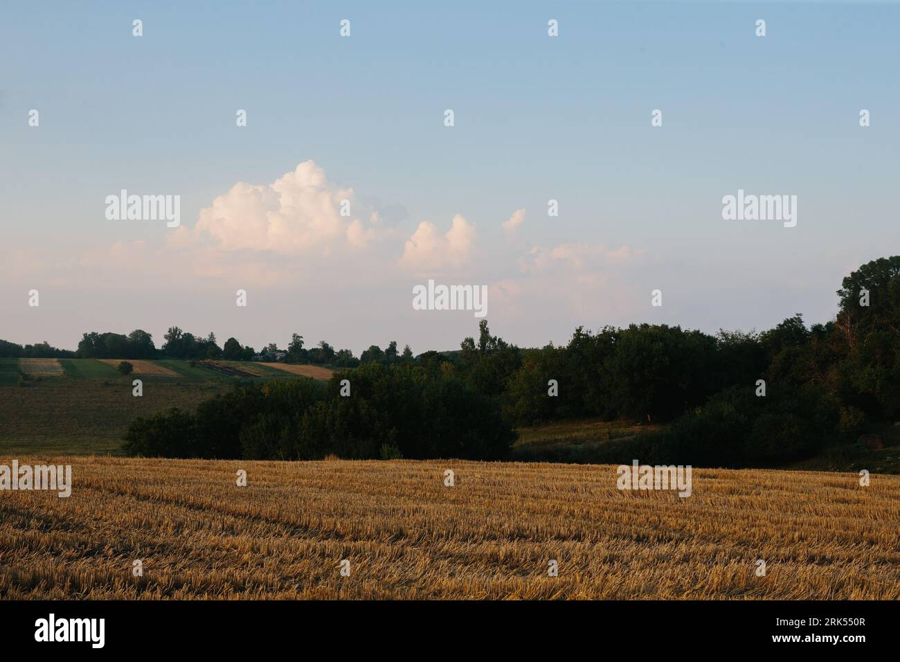 Gemäht Weizenfeld bei Sonnenuntergang. Stockfoto