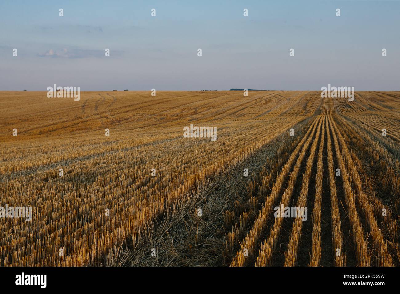 Gemäht Weizenfeld bei Sonnenuntergang. Stockfoto