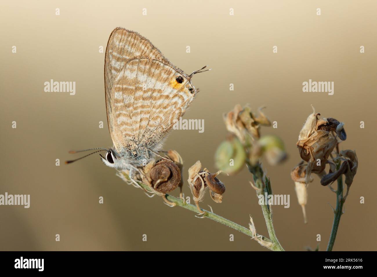 Lampides boeticus Schmetterling, der aufgrund der starken Sommerhitze im mediterranen Wald Spaniens in trockenem Gestrüpp thront Stockfoto