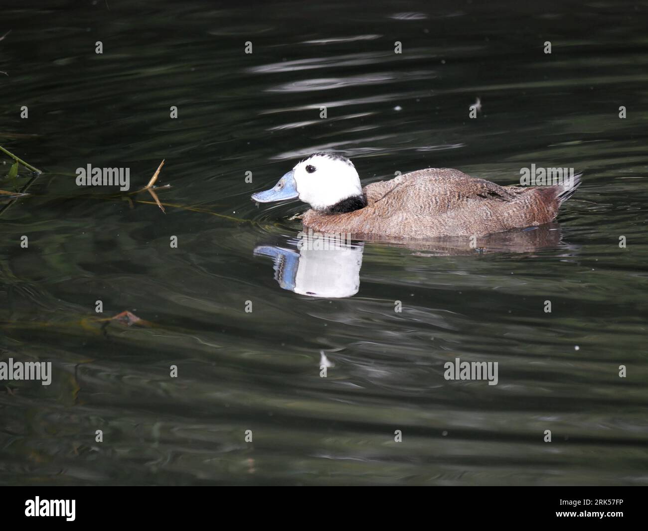 Männliche Ruddy-Ente - Oxyura jamaicensis mit blauem Schein Stockfoto