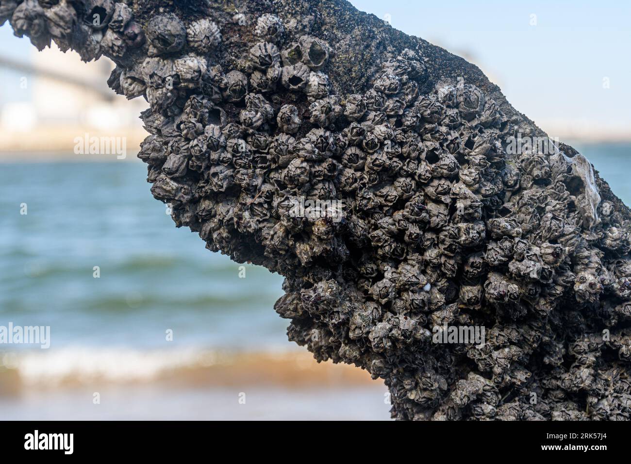 Ein Balanus-Balanoid, das an einem Flussufer an Holz befestigt ist. Stockfoto