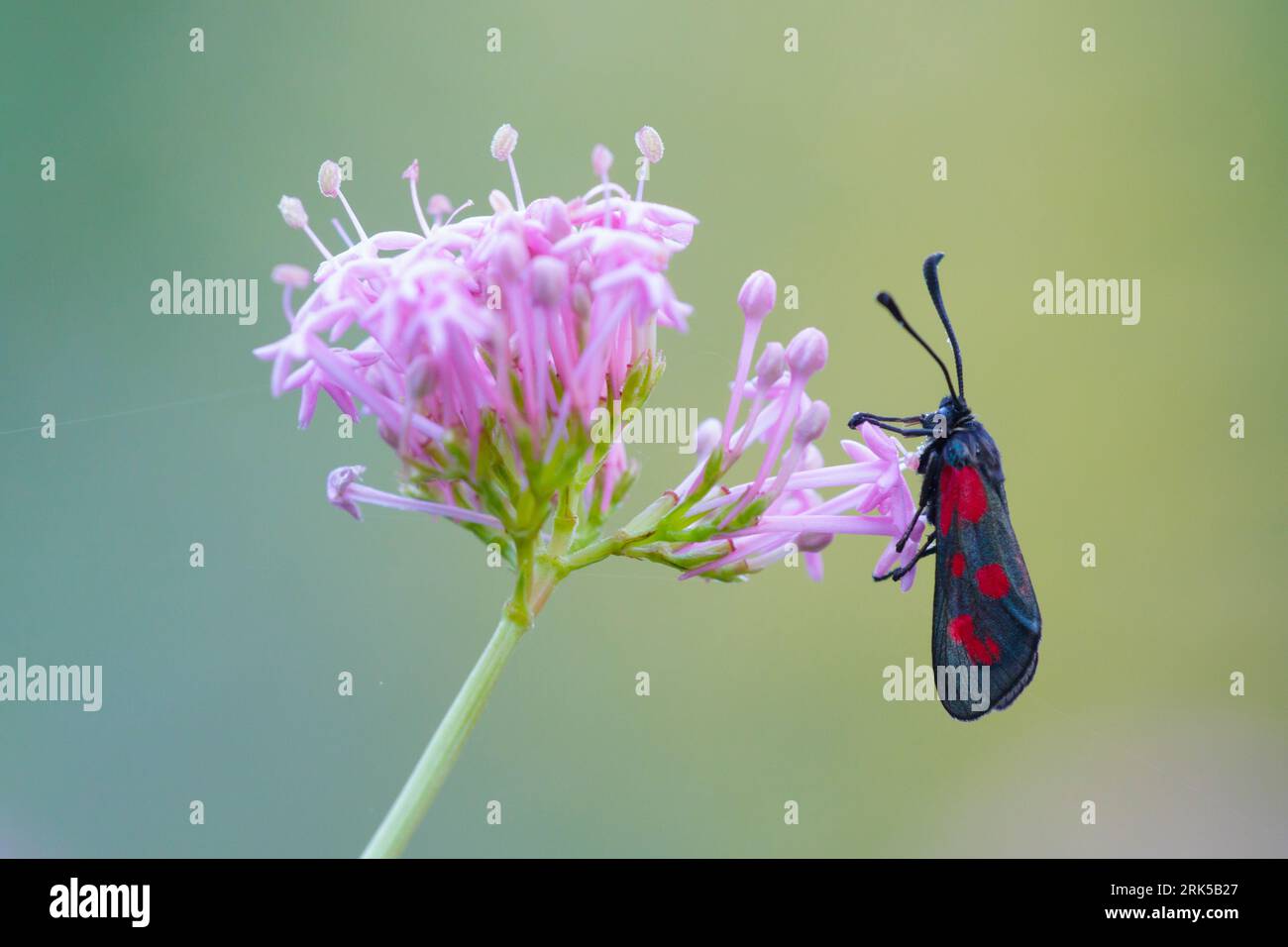 Blood Droplet Burnet ruht auf einer kleinen Pflanze in Mercantour in Frankreich. Stockfoto