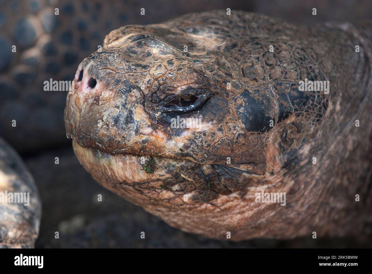 Riesenschildkröte auf der Insel Galapagos, Ecuador Stockfoto