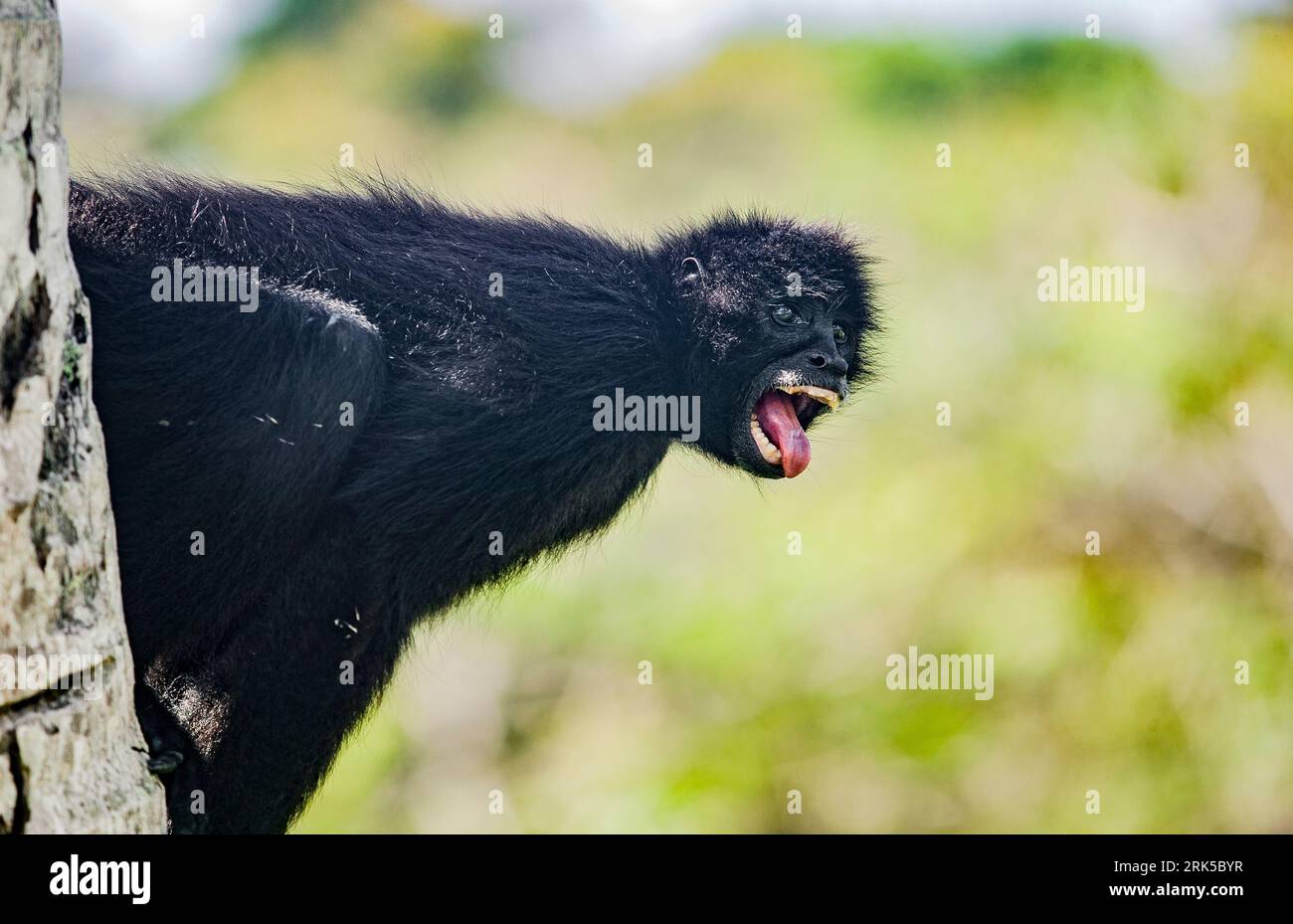 Ein schwarzer spyderaffen im Regenwald Panamas Stockfoto