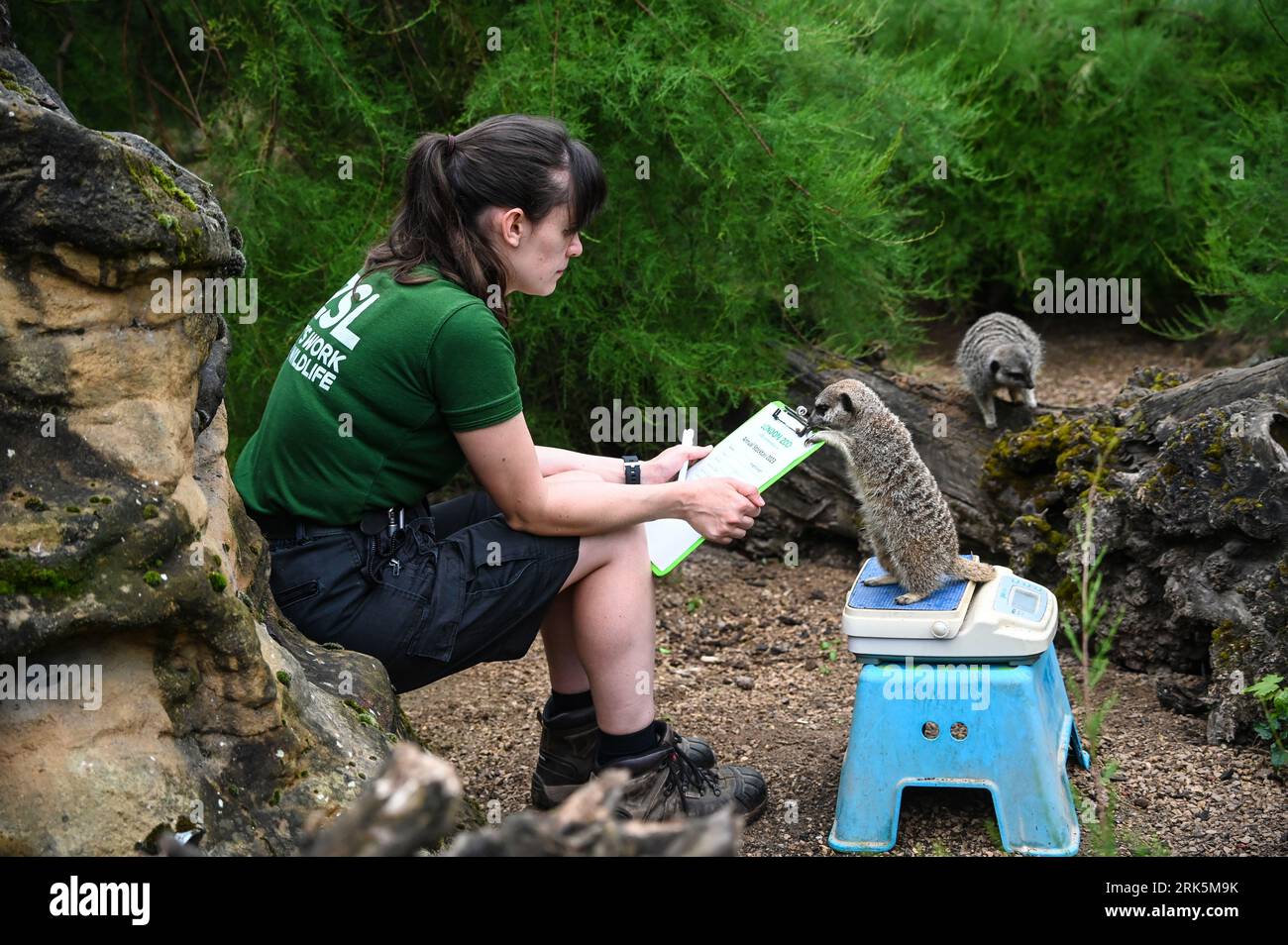 London, Großbritannien. August 2023. Meerkats im London Zoo's Annual Wiegen in, London, Großbritannien. Kredit: Siehe Li/Picture Capital/Alamy Live News Stockfoto